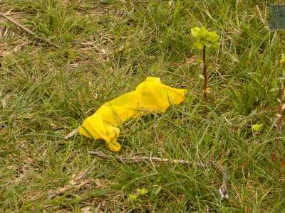 ...e un preservativo usato, giallo. Ad ogni ragazza viene infatti �assegnato� un numero di profilattici di un certo colore, in maniera che a fine giornata i �protettori� possano controllare se i conti tornano